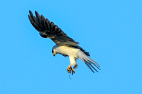 White-tailed Kite 25-Jan-18