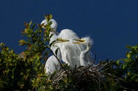Egret and Babies 2