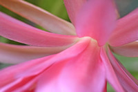 3 Red Orchid Cactus Flowers