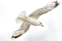 Seagulls from Fort William, Scotland