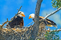 Bald Eagle 1-Apr-17