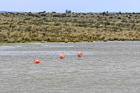 Flamingos in Chile