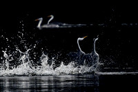 Western Grebe Dance