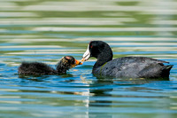 Mother and Babies