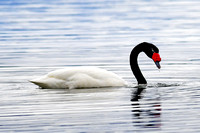 Black-necked Swan