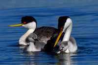 Western Grebe1